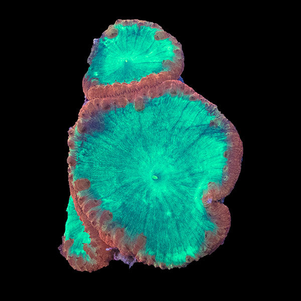 WYSIWYG cultured mixed Blastomussa 30