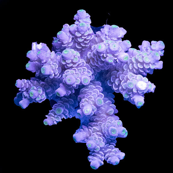 WYSIWYG cultured Acropora 7