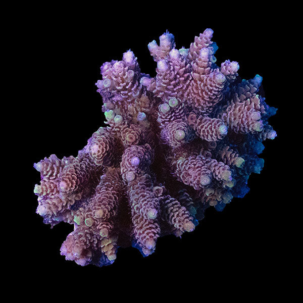 WYSIWYG cultured Acropora 8