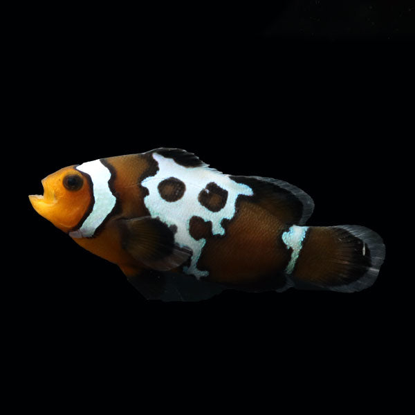 WYSIWYG Bali captive bred Midnight Lightning Clownfish 1