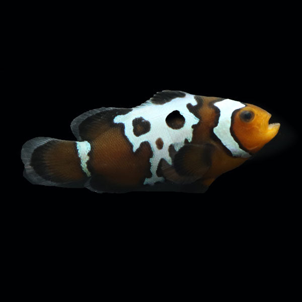 WYSIWYG Bali captive bred Midnight Lightning Clownfish 1