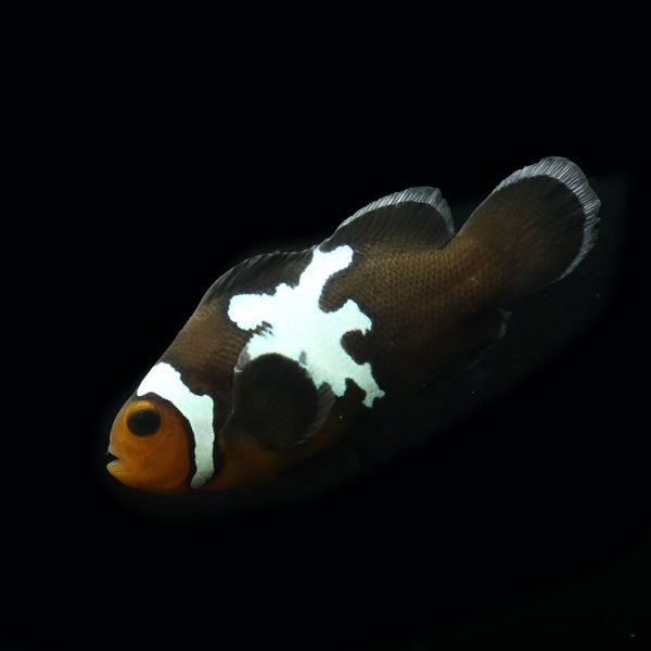 WYSIWYG Bali captive bred Midnight Lightning Clownfish 2