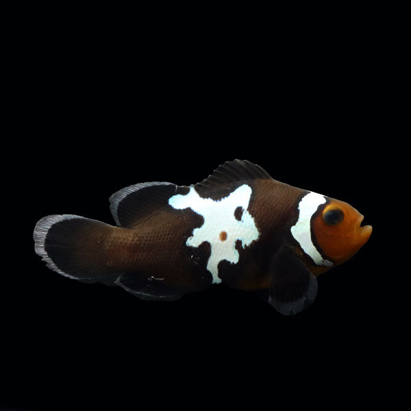 WYSIWYG Bali captive bred Midnight Lightning Clownfish 2