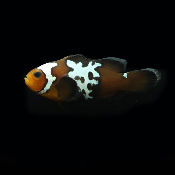 WYSIWYG Bali captive bred Midnight Lightning Clownfish 3