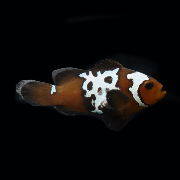 WYSIWYG Bali captive bred Midnight Lightning Clownfish 3