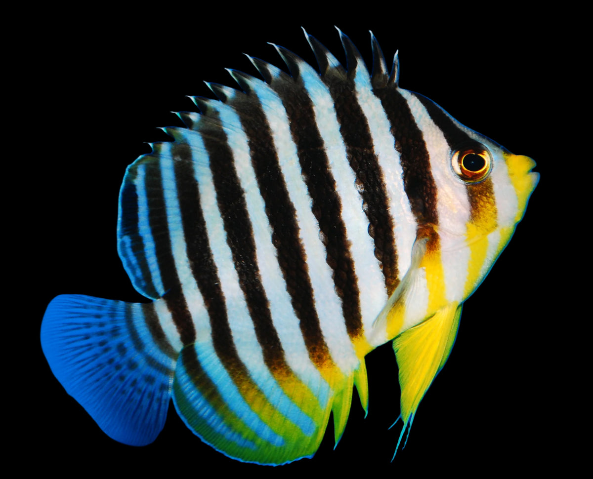 Multibar Angelfish