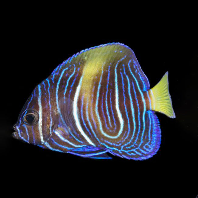 Maculosus Angelfish