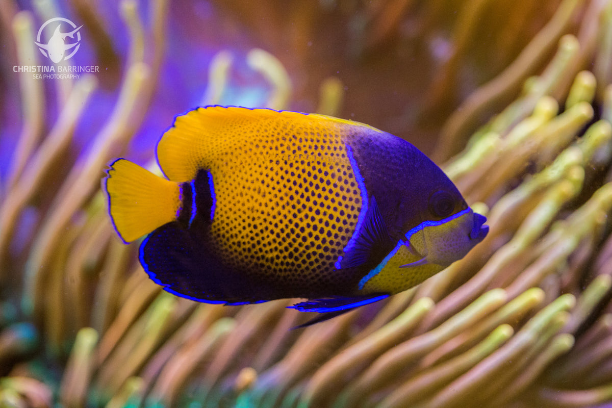 Majestic Angelfish