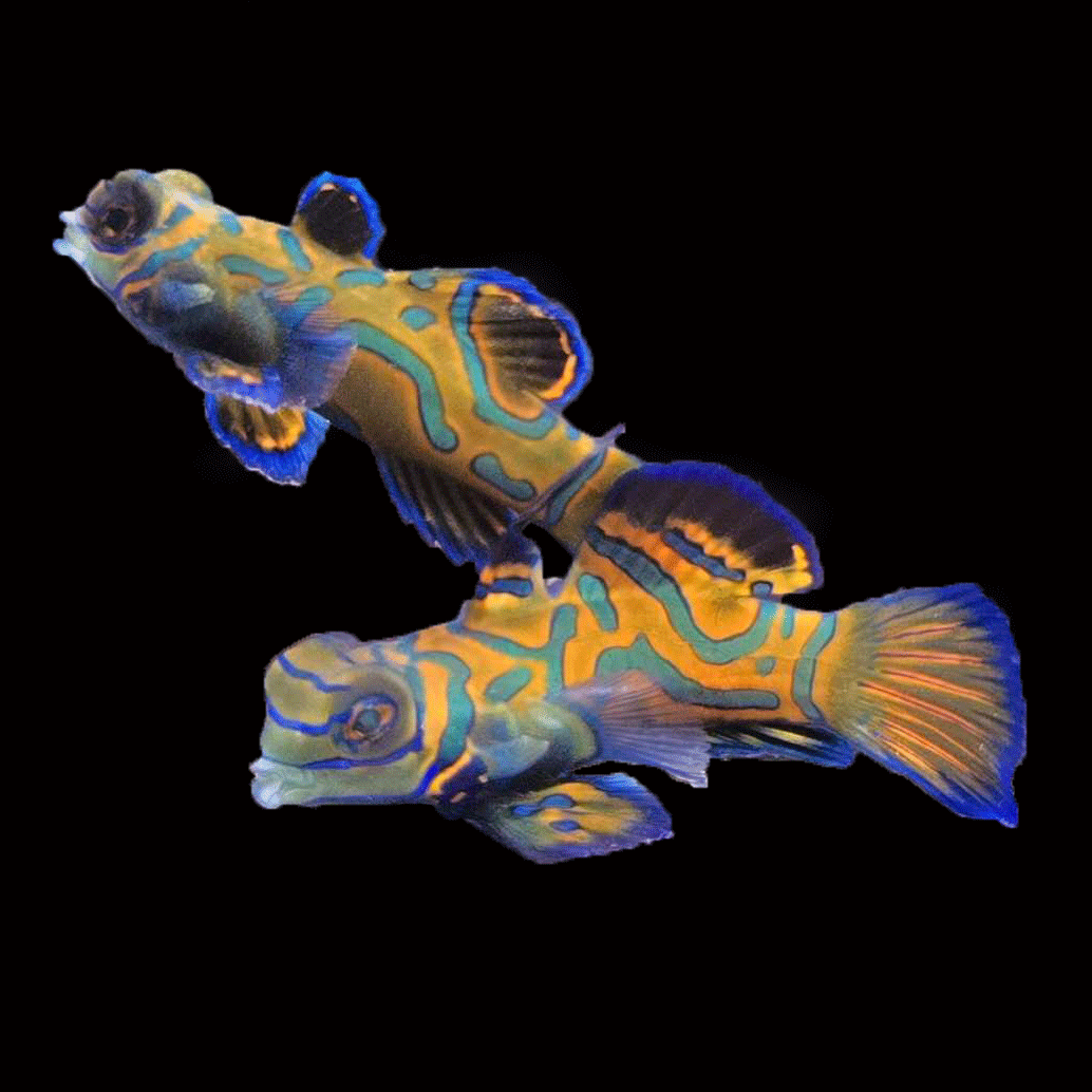 WYSIWYG Biota captive bred Mandarin Fish Pair