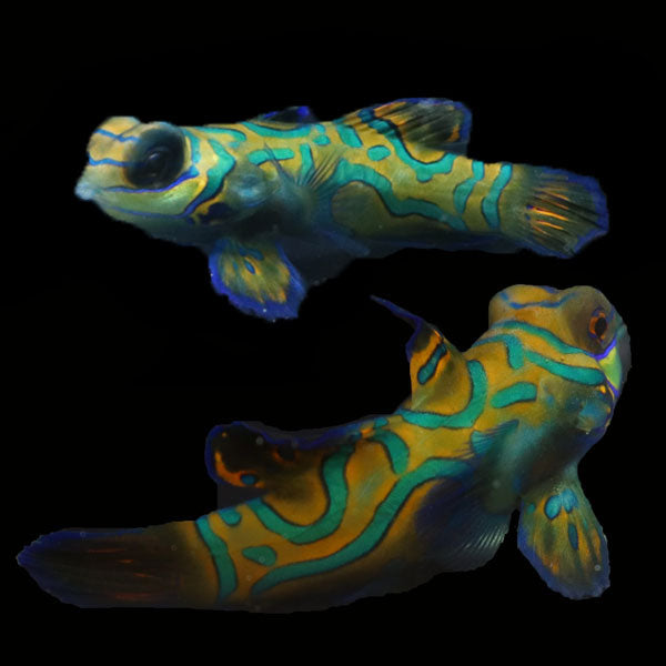 WYSIWYG Biota captive bred Mandarin Fish Pair 10