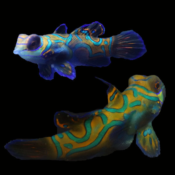 WYSIWYG Biota captive bred Mandarin Fish Pair 10