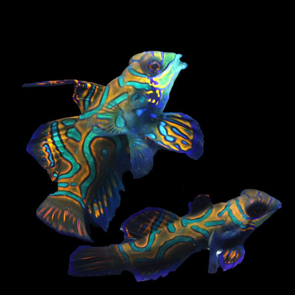 WYSIWYG Biota captive bred Mandarin Fish Pair 13