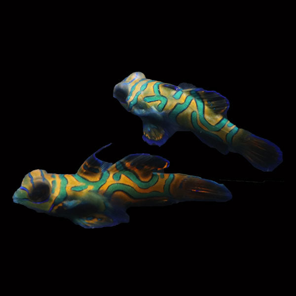 WYSIWYG Biota captive bred Mandarin Fish Pair 14