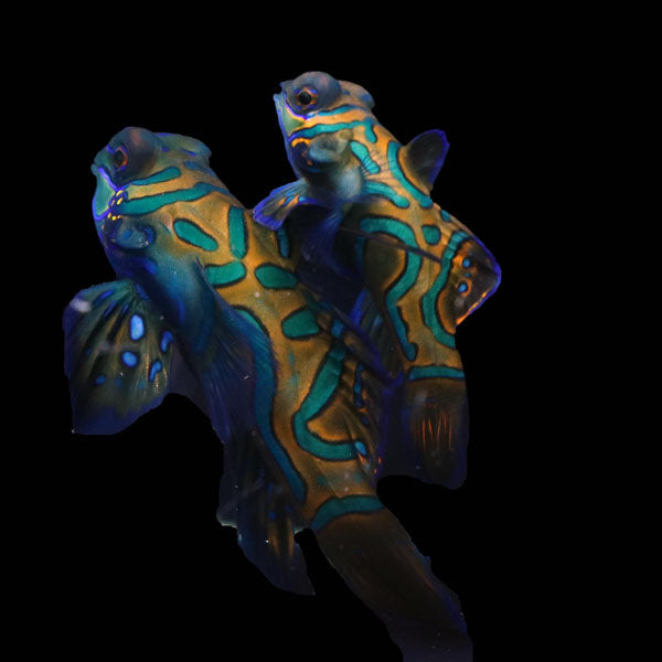WYSIWYG Biota captive bred Mandarin Fish Pair 16