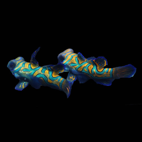WYSIWYG Biota captive bred Mandarin Fish Pair 17