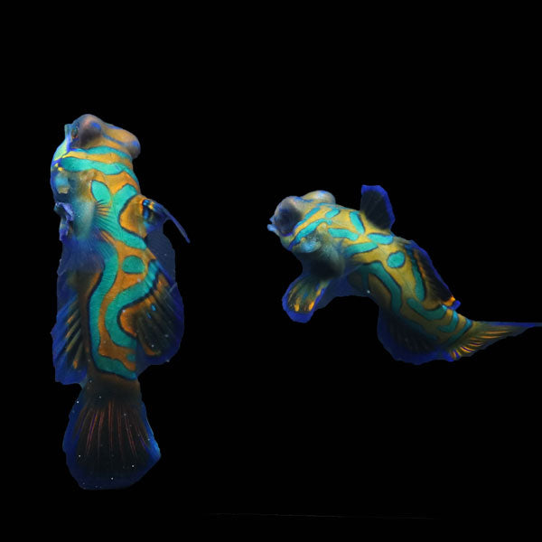 WYSIWYG Biota captive bred Mandarin Fish Pair 18