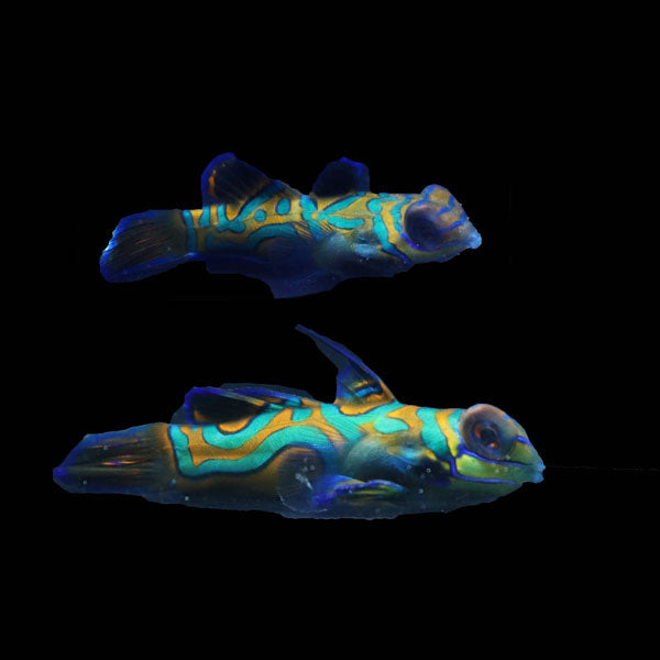 WYSIWYG Biota captive bred Mandarin Fish Pair 18