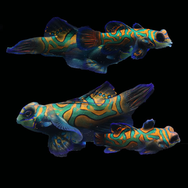 WYSIWYG Biota captive bred Mandarin Fish Pair