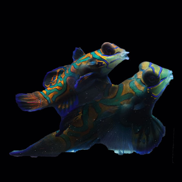 WYSIWYG Biota captive bred Mandarin Fish Pair
