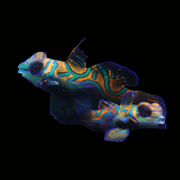 WYSIWYG Biota captive bred Mandarin Fish Pair 4