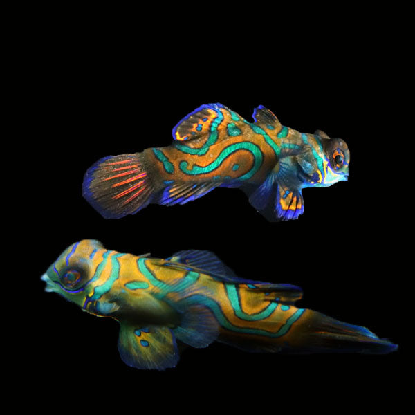 WYSIWYG Biota captive bred Mandarin Fish Pair 6