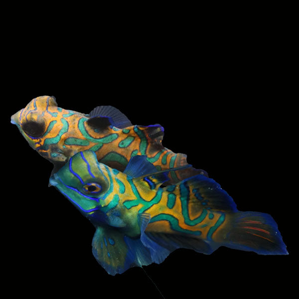 WYSIWYG Biota captive bred Mandarin Fish Pair 7