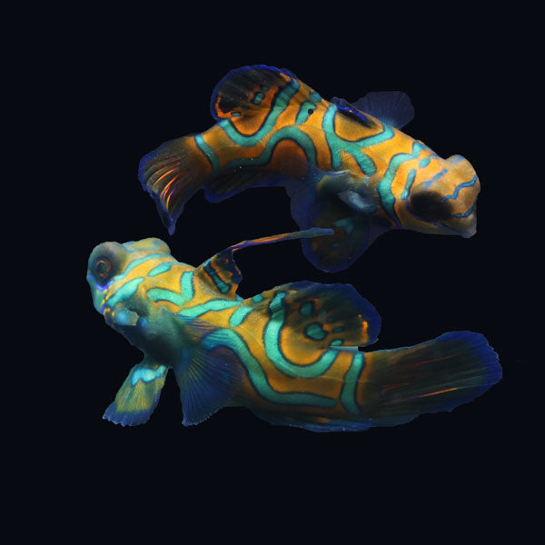 WYSIWYG Biota captive bred Mandarin Fish Pair 19