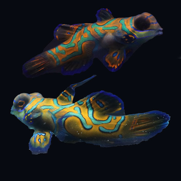 WYSIWYG Biota captive bred Mandarin Fish Pair 20
