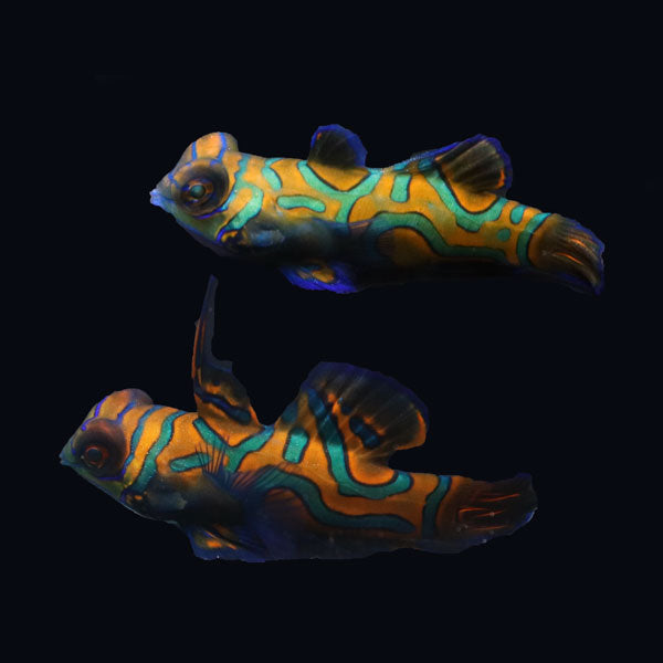 WYSIWYG Biota captive bred Mandarin Fish Pair 21
