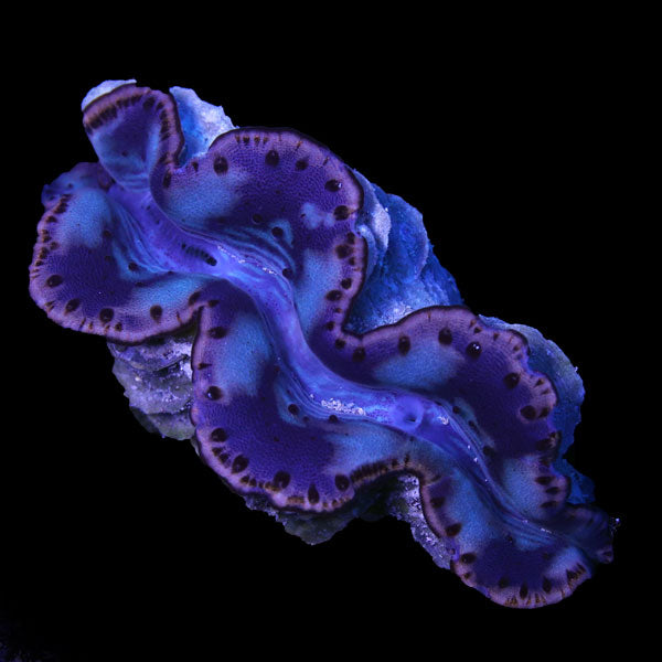 WYSIWYG cultured Maxima Clam 10