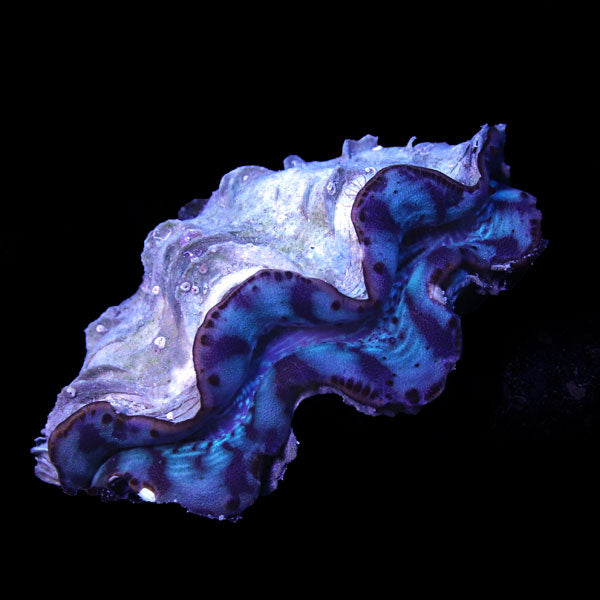WYSIWYG cultured Maxima Clam 11