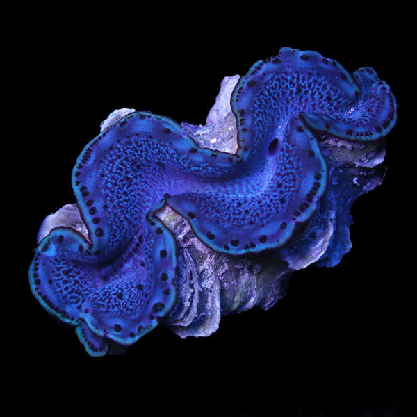 WYSIWYG cultured Maxima Clam 12