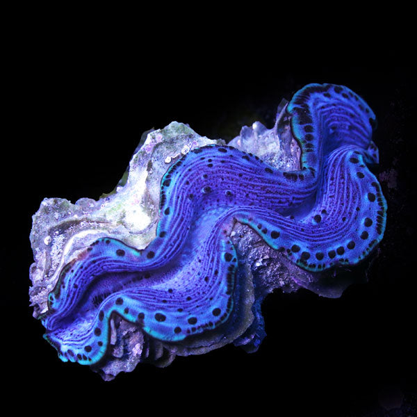 WYSIWYG cultured Maxima Clam 13