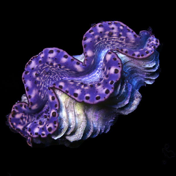 WYSIWYG cultured Maxima Clam 14