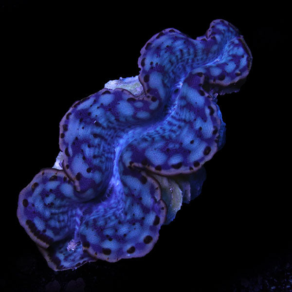 WYSIWYG cultured Maxima Clam 15