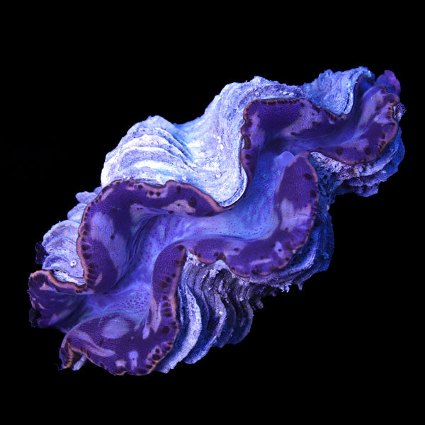 WYSIWYG cultured Maxima Clam 1