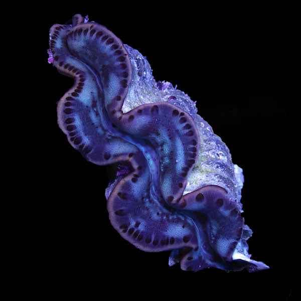 WYSIWYG cultured Maxima Clam 2