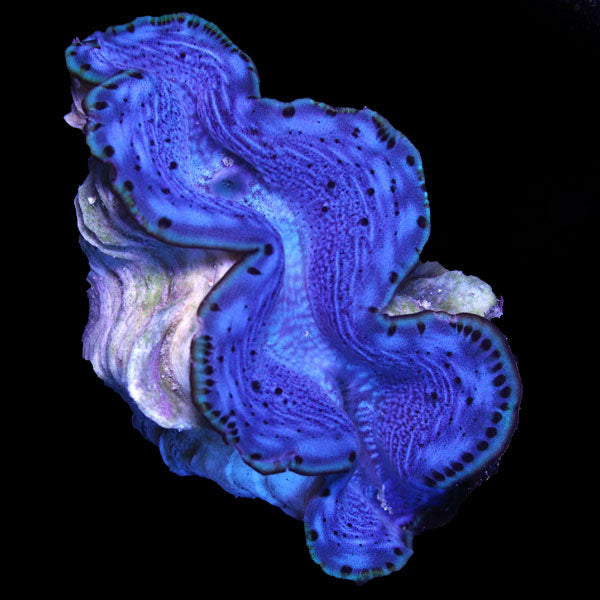 WYSIWYG cultured Maxima Clam 3