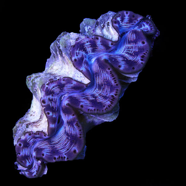 WYSIWYG cultured Maxima Clam 4