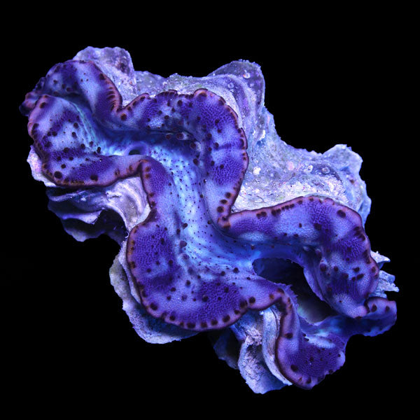 WYSIWYG cultured Maxima Clam 5