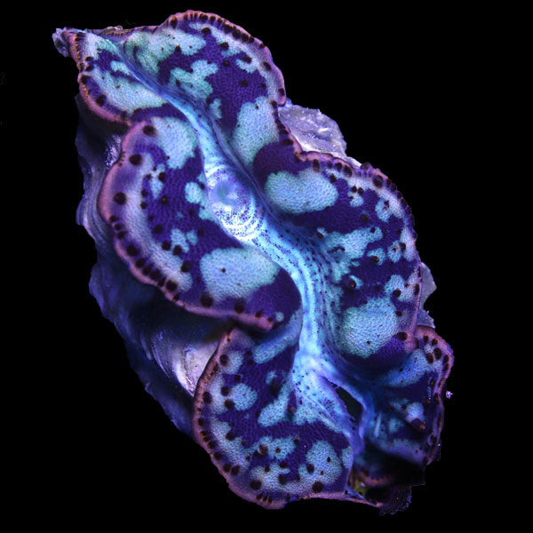 WYSIWYG cultured Maxima Clam 6