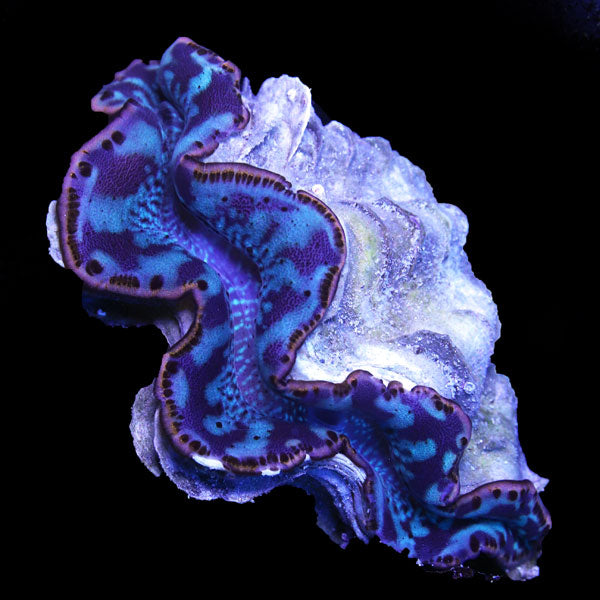 WYSIWYG cultured Maxima Clam 7