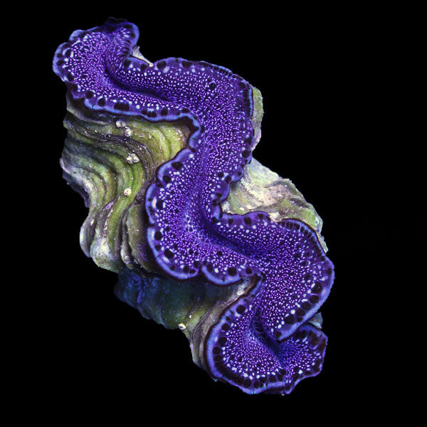 WYSIWYG cultured Maxima Clam 8