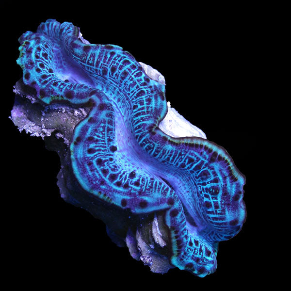 WYSIWYG cultured Maxima Clam 9