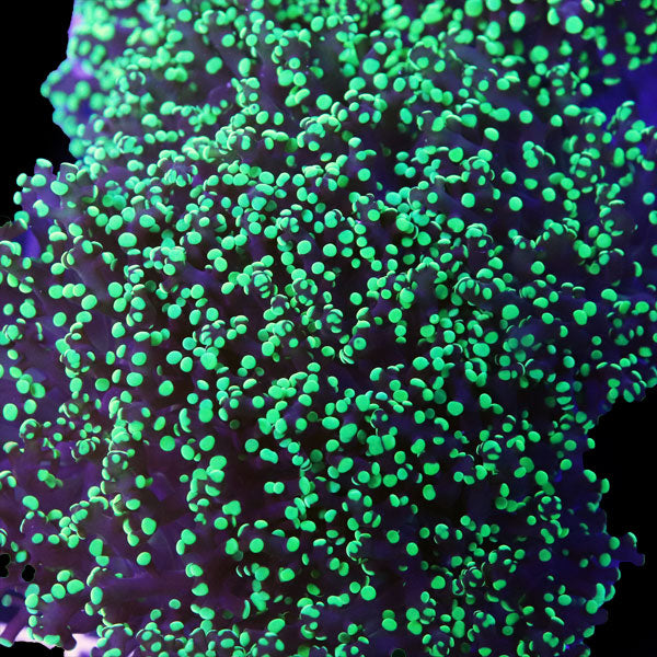 Metallic Green Frogspawn