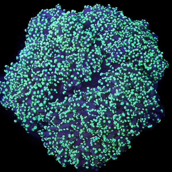 Metallic Green Frogspawn