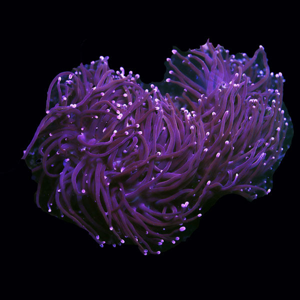 WYSIWYG cultured Midnight with purple tips Torch C4