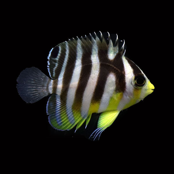 WYSIWYG Bali captive bred Misbar Multibar Angelfish 1