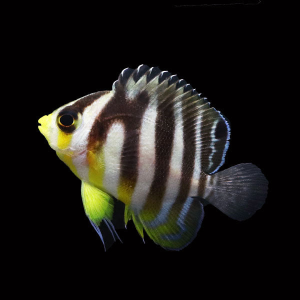 WYSIWYG Bali captive bred Misbar Multibar Angelfish 2