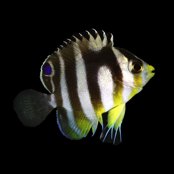 WYSIWYG Bali captive bred Misbar Multibar Angelfish 6